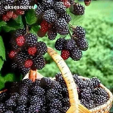 Висококачествени нови семена от хранителна Къпина без бодли Rubus rusticanus 50+ семена антиоксидант, снимка 6 - Сортови семена и луковици - 49258762