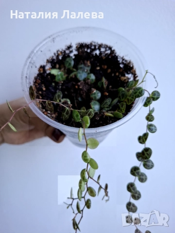 Пеперомия, peperomia prostrata, снимка 6 - Стайни растения - 52970761