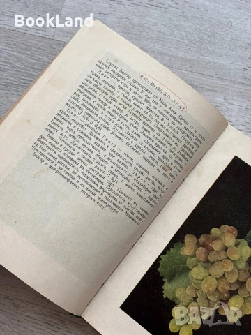 Определител на сортовете лози Атанас Дончев , снимка 11 - Художествена литература - 50952075