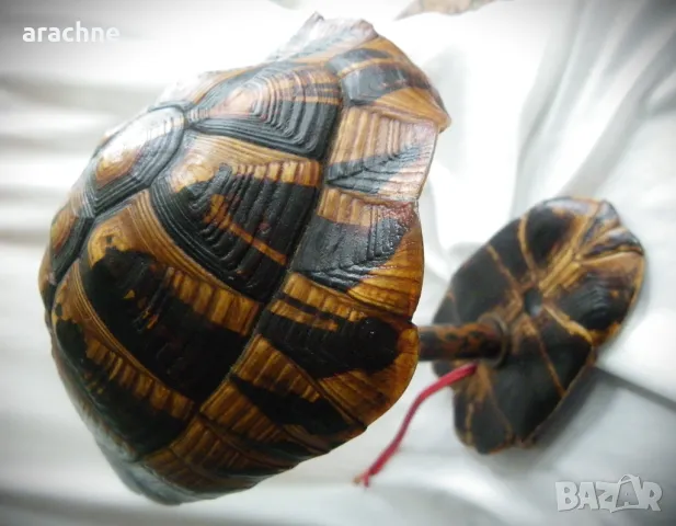 Оригинална стара лампа от костенурка, снимка 5 - Антикварни и старинни предмети - 47998830