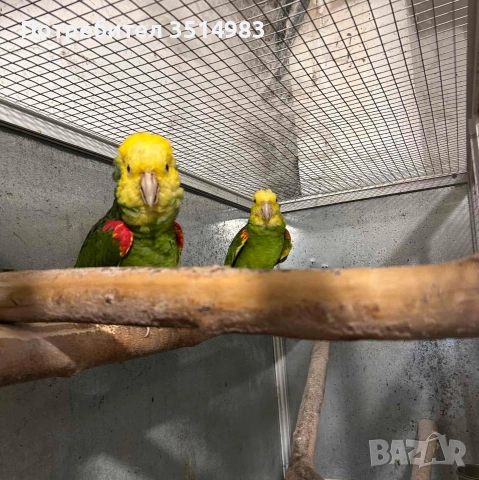разпродажба, снимка 8 - Папагали - 52749570