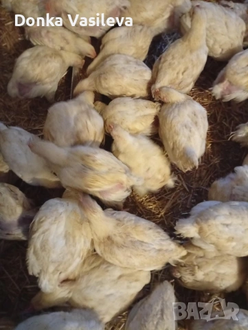 Пилета Бройлери , снимка 3 - Кокошки и пуйки - 53160896