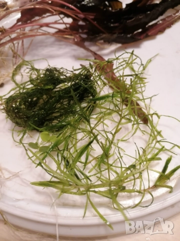 Продавам водни растения за аквариум, снимка 13 - Аквариуми - 52682599