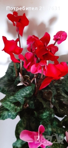 ЦИКЛАМА '- СТАЙНО ЦВЕТЕ , снимка 2 - Стайни растения - 51679081