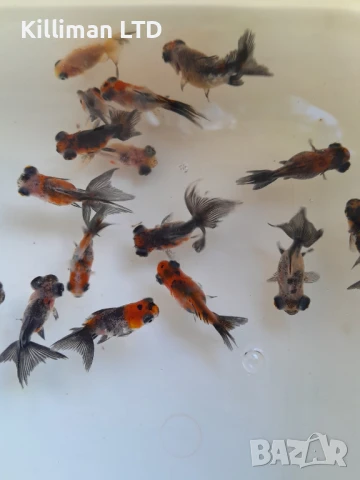 Златни рибки телескоп Калико, снимка 1