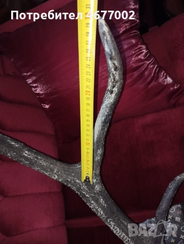 Красив трофей от елен, снимка 9 - Антикварни и старинни предмети - 52793539