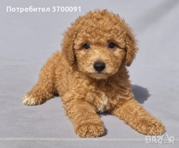 пудел / мини пуделчета 