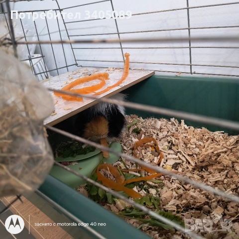 Морски свинчета