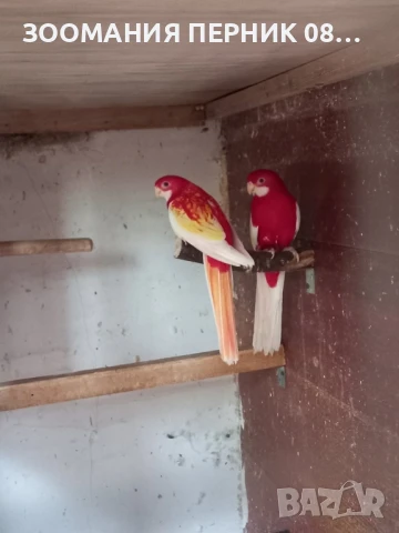 Розела , снимка 3 - Папагали - 50042742