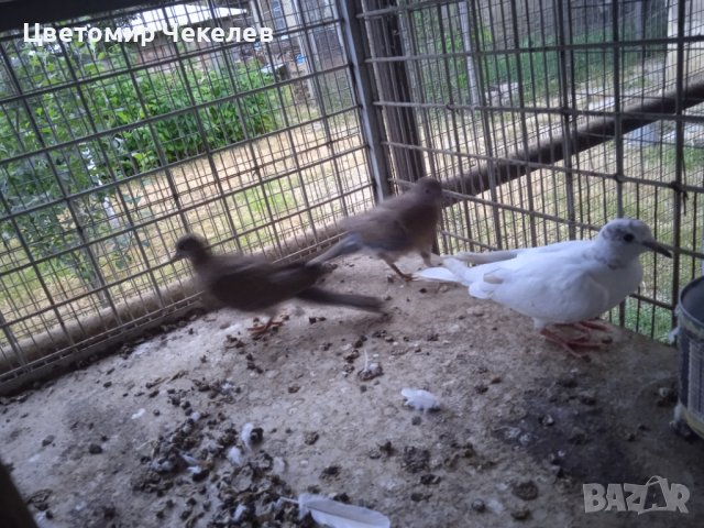 Сенегалски гургулици-1 мъжки, снимка 10 - други­ - 41202178