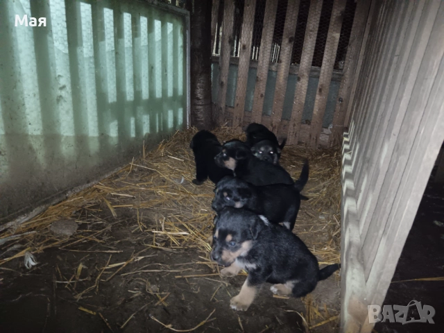 Бебета копойчета, снимка 4 - Други - 52566062