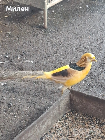 Жълтозлатни фазани, снимка 3 - други­ - 53026011