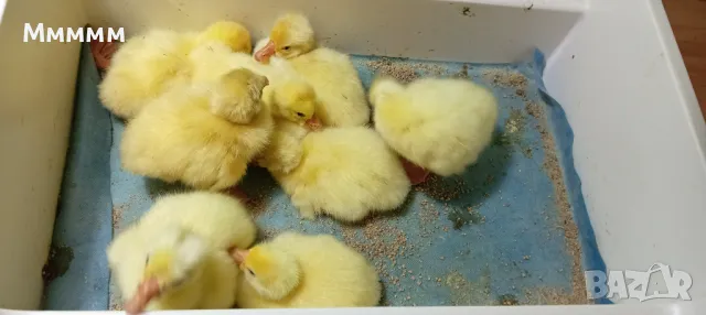 Продавам гъсета от гъски порода Линда, снимка 1