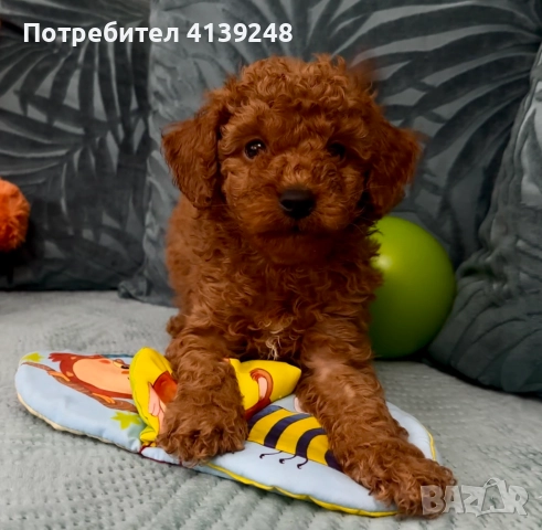 Чистокръвно женско мини пуделче, снимка 4 - Пудели - 52821868