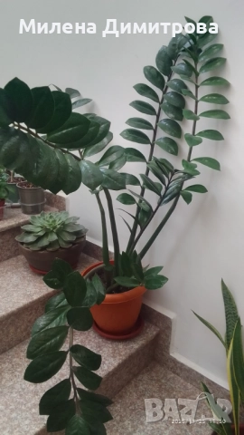 Замиокулкас, снимка 2 - Стайни растения - 52534380