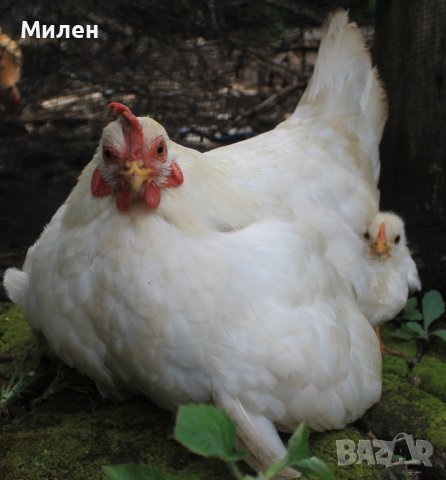 бройлери финишер 5-1, снимка 1