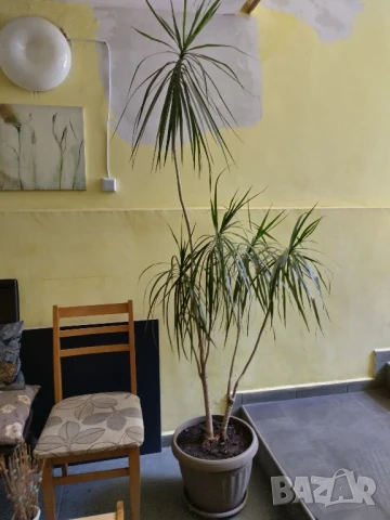 голяма палма с много разклонения , снимка 1