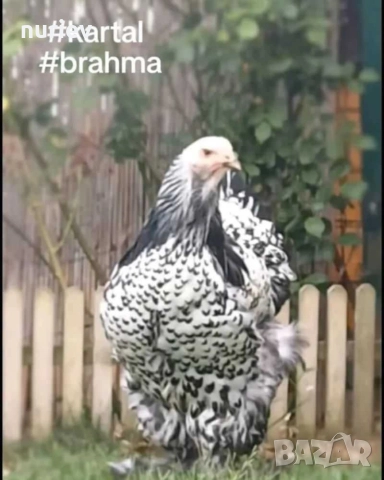 картал брама , снимка 8 - други­ - 52591246