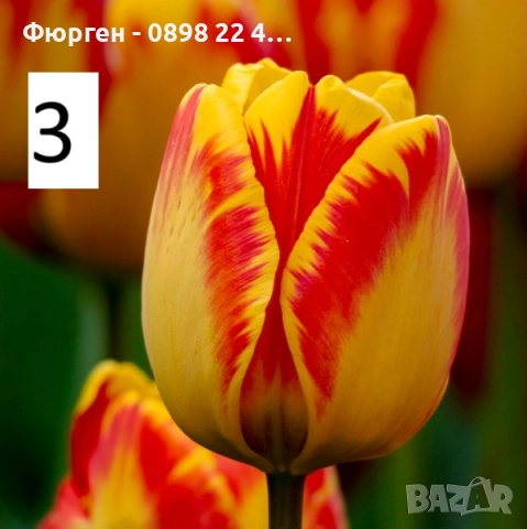 Луковици на лалета, снимка 8 - Разсади - 51436409