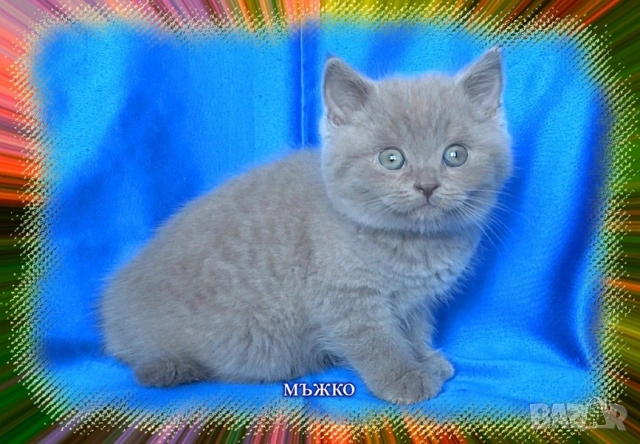 Чистокръвни Британски късокосмести котета, снимка 11 - Британска късокосместа - 53322558