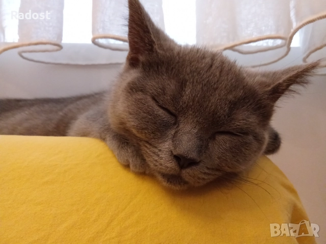 Женска британска котка