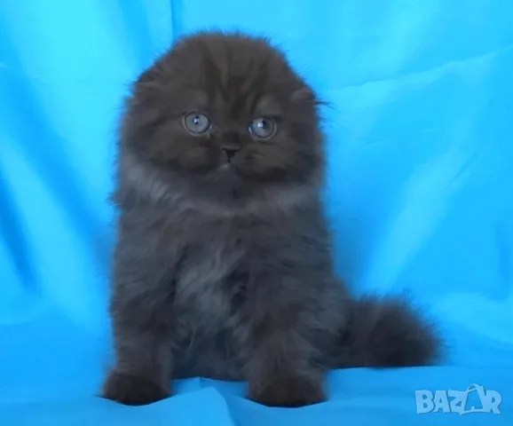 Шотландски клепоухи котенца, снимка 4 - Британска късокосместа - 56045647