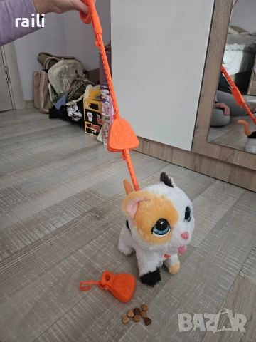 Коте, домашен любимец