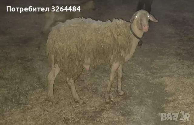 Продавам коч асаф на 1г.и 8 месеца