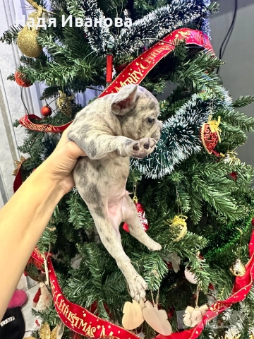 Френски булдог - Мерле, снимка 12 - Френски булдог - 52795127