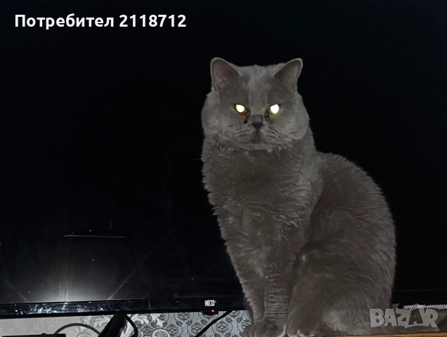 Британска дългокосместа 