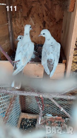 Гугутки млад чифт.