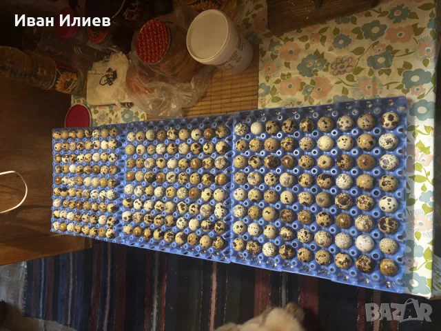15 женски пъдпъдъка + клетка + храна+6 кори за яйца, снимка 5 - Други - 55881806