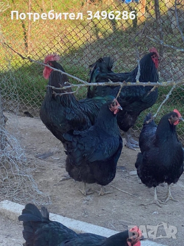 Продавам яйца от Джърси гигант, снимка 2 - Кокошки и пуйки - 53771622