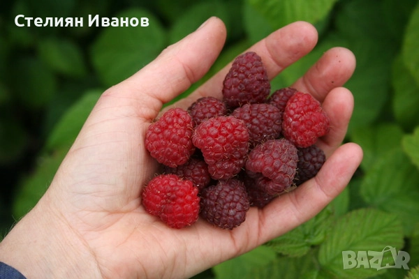 Розова малина (Willamette), снимка 2 - Градински цветя и растения - 52354334