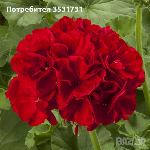 Професионален вкоренен разсад червено мушкато Калиопе