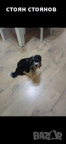 Продавам Бивер йорки, снимка 3 - Йоркширски териер - 52324508