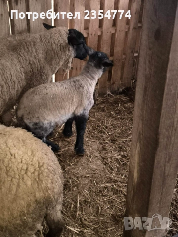 коч, снимка 5 - Овце - 53686364