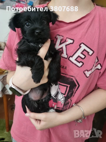 Йорки момиченце  и момченце , снимка 1