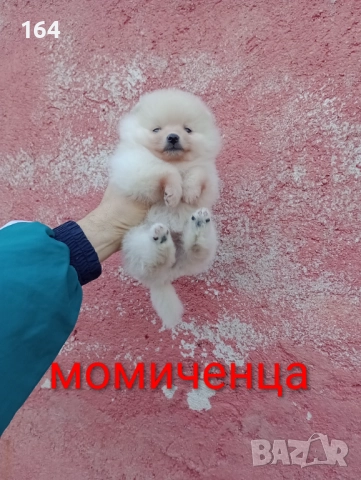 Женски Померани. Снимки от 22.12.25 г., снимка 11 - Померан - 52876428