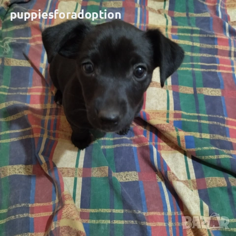 Подарявам кученца, разновидност на патърдейл (chatterdale)