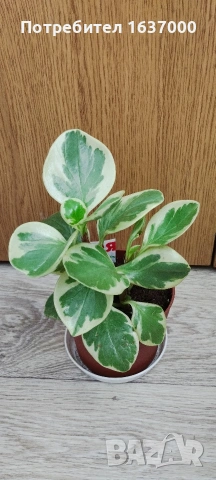 Пеперомия вариегатна , снимка 2 - Стайни растения - 53848636