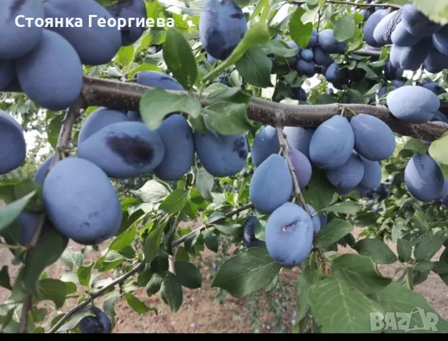 Продавам сини сливи за ракия