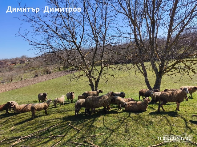 продавам овце , снимка 3 - Овце - 53803565