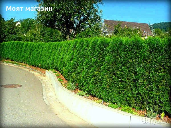 туя Фастигиата Thuja ‘Fastigiata’, снимка 9 - Градински цветя и растения - 53649924