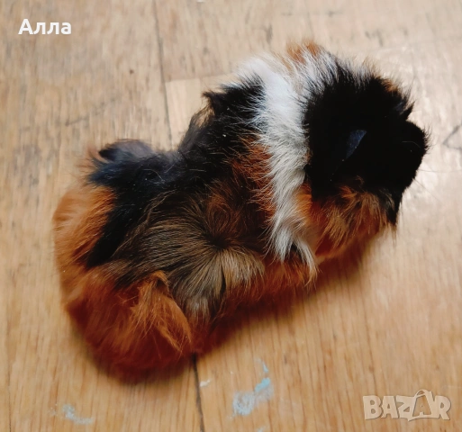 Морски свинчета , снимка 7 - Морски свинчета - 53292750