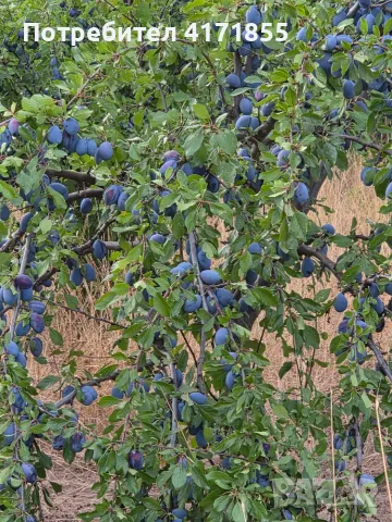 Сливи за ракия, компот и сушене, снимка 2 - Домашни продукти - 55805242