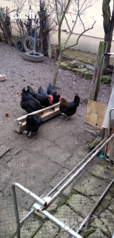 Кокошки и петел Австралорп, снимка 10 - Кокошки и пуйки - 53276015