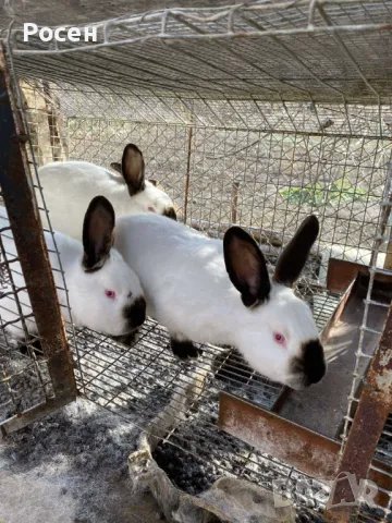 Зайци- Калифорнийци , снимка 8 - Други - 24130819