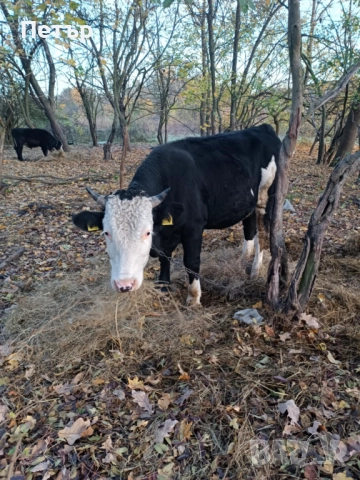 Продавам крави и телета, снимка 8 - Други животни - 51890171