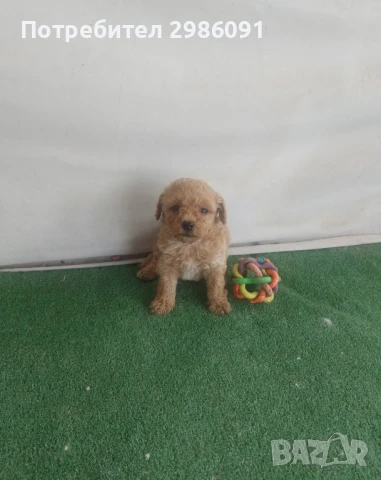 той пудел бебета , снимка 4 - Пудели - 50494020